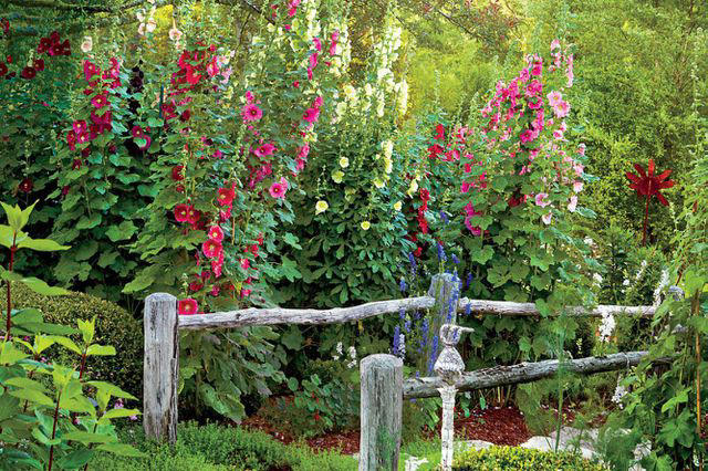 Determine Your Last Frost Date, Snapdragons, Petunias, Brassicas, Hollyhocks