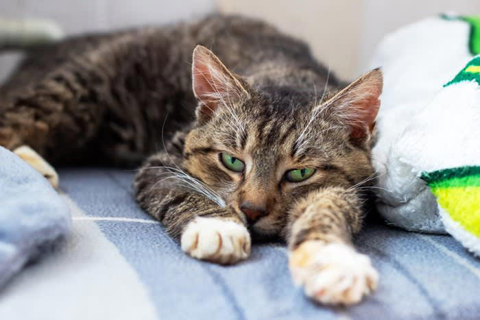 猫が「サイレントニャー」をする4つの理由, 1.母猫に甘えている気分だから, 2.飼い主を心から信頼しているから, 3.おねだりや要求があるから, 4.体力を温存しながら伝えたいから, サイレントニャーが見られた時の返し方, 注意したい「声が出ない」ケース