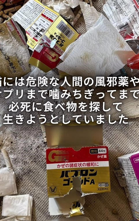 関係者からの連絡で判明した緊急事態, 物音を立てず、猫を探す…息詰まる捕獲の瞬間, 「ガリガリに痩せている」命の危険を感じ、すぐ病院へ, 「本気パンチが出るほど元気になった」, 「もしもの時」を考えることも、飼い主の愛情