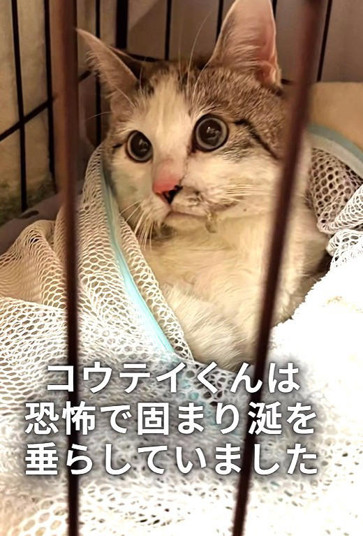 関係者からの連絡で判明した緊急事態, 物音を立てず、猫を探す…息詰まる捕獲の瞬間, 「ガリガリに痩せている」命の危険を感じ、すぐ病院へ, 「本気パンチが出るほど元気になった」, 「もしもの時」を考えることも、飼い主の愛情