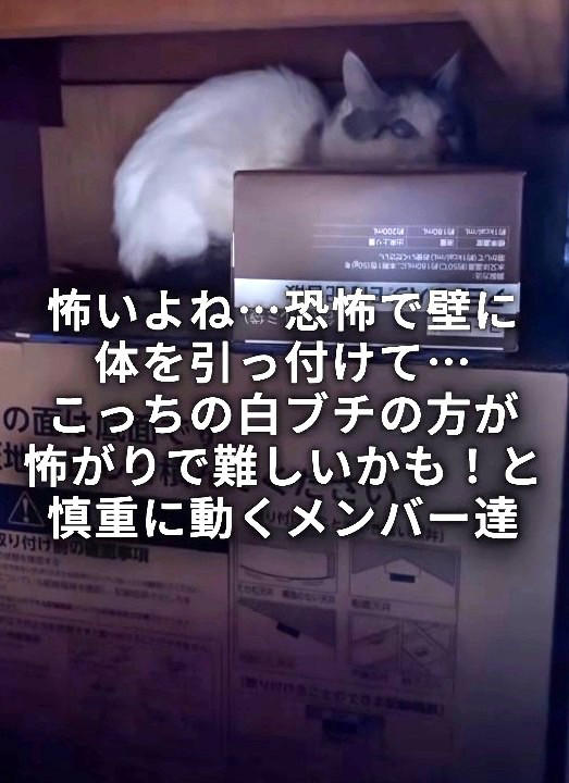 関係者からの連絡で判明した緊急事態, 物音を立てず、猫を探す…息詰まる捕獲の瞬間, 「ガリガリに痩せている」命の危険を感じ、すぐ病院へ, 「本気パンチが出るほど元気になった」, 「もしもの時」を考えることも、飼い主の愛情