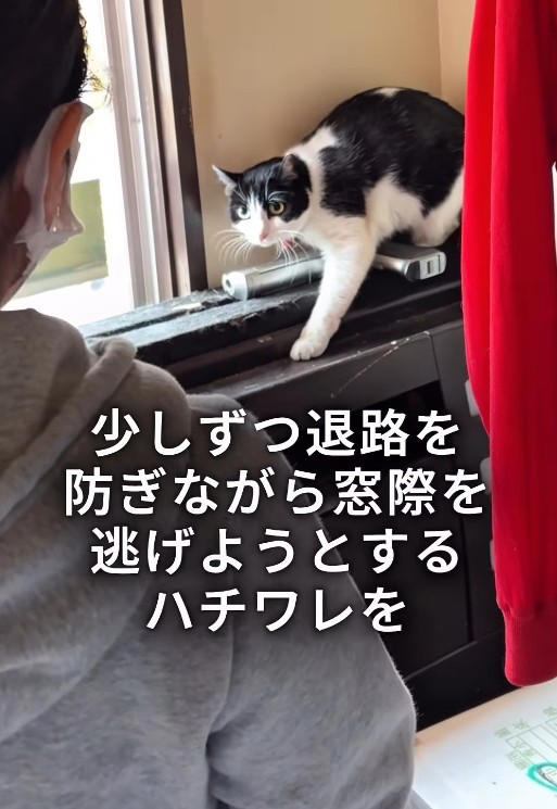 関係者からの連絡で判明した緊急事態, 物音を立てず、猫を探す…息詰まる捕獲の瞬間, 「ガリガリに痩せている」命の危険を感じ、すぐ病院へ, 「本気パンチが出るほど元気になった」, 「もしもの時」を考えることも、飼い主の愛情