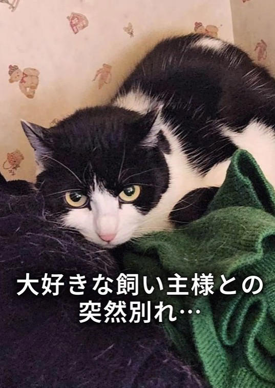 関係者からの連絡で判明した緊急事態, 物音を立てず、猫を探す…息詰まる捕獲の瞬間, 「ガリガリに痩せている」命の危険を感じ、すぐ病院へ, 「本気パンチが出るほど元気になった」, 「もしもの時」を考えることも、飼い主の愛情