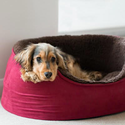 犬にとって最悪な寝床4選, 1.硬さやサイズが合っていない, 3.うるさくて落ち着かない場所, 4.暑い、または寒い, 睡眠不足による危険な症状