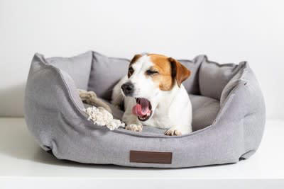 犬にとって最悪な寝床4選, 1.硬さやサイズが合っていない, 3.うるさくて落ち着かない場所, 4.暑い、または寒い, 睡眠不足による危険な症状