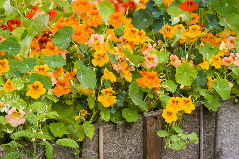 Geranium, Hellebores, SunPatiens, Nasturtium, Mandevilla, Million Bells, Impatiens, Scaevola, Marigolds