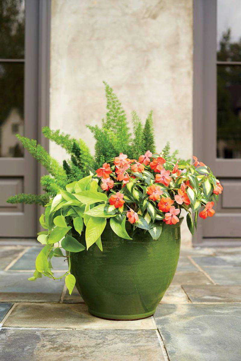 Geranium, Hellebores, SunPatiens, Nasturtium, Mandevilla, Million Bells, Impatiens, Scaevola, Marigolds
