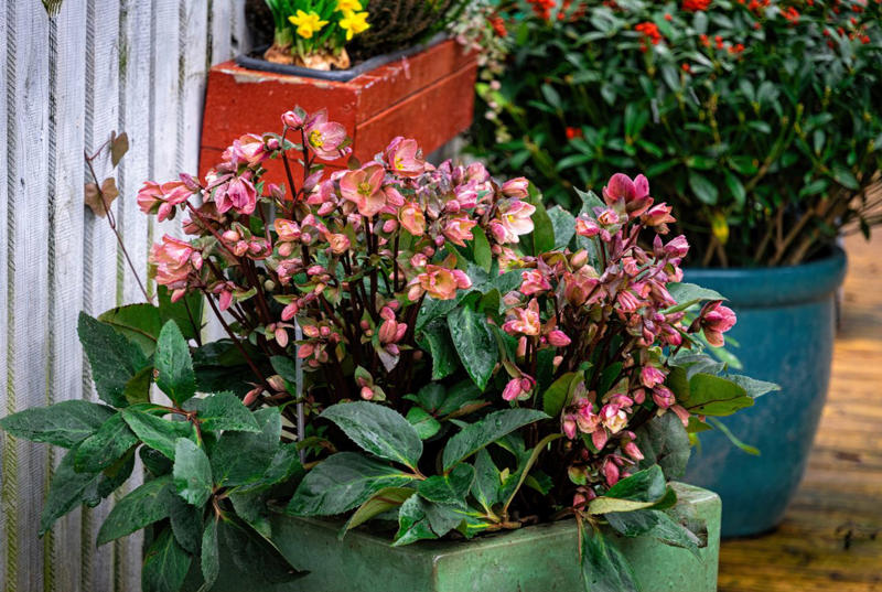 Geranium, Hellebores, SunPatiens, Nasturtium, Mandevilla, Million Bells, Impatiens, Scaevola, Marigolds