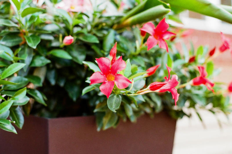 Geranium, Hellebores, SunPatiens, Nasturtium, Mandevilla, Million Bells, Impatiens, Scaevola, Marigolds