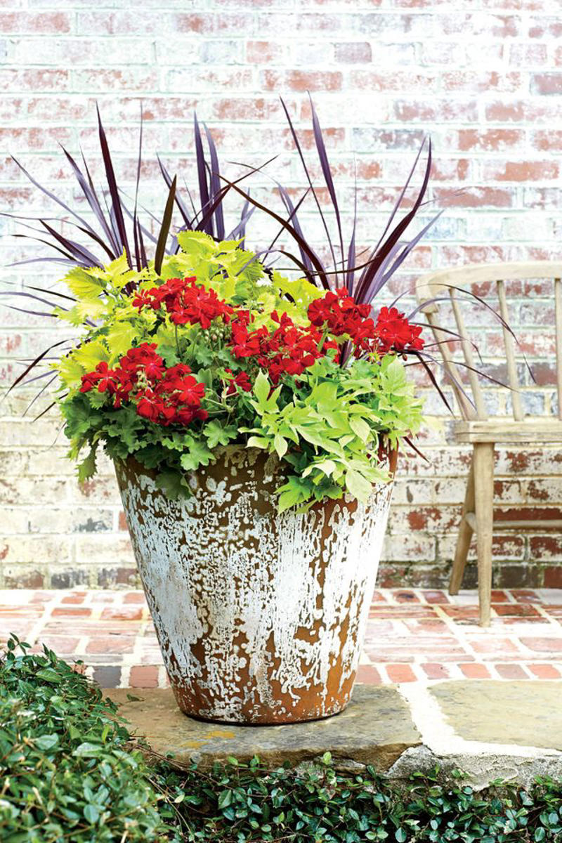 Geranium, Hellebores, SunPatiens, Nasturtium, Mandevilla, Million Bells, Impatiens, Scaevola, Marigolds