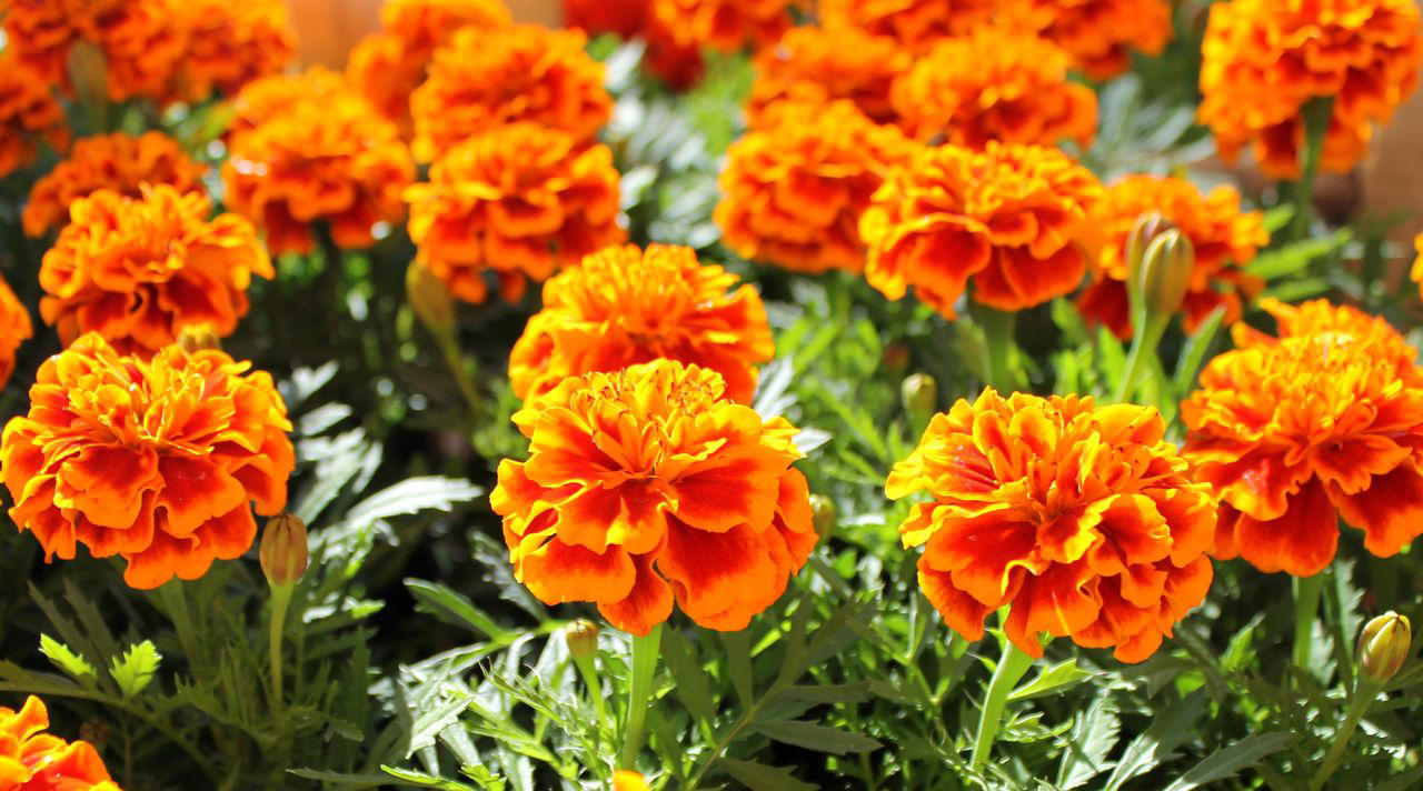 Geranium, Hellebores, SunPatiens, Nasturtium, Mandevilla, Million Bells, Impatiens, Scaevola, Marigolds