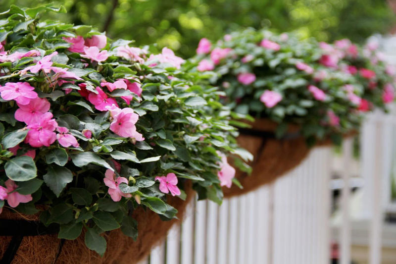 Geranium, Hellebores, SunPatiens, Nasturtium, Mandevilla, Million Bells, Impatiens, Scaevola, Marigolds