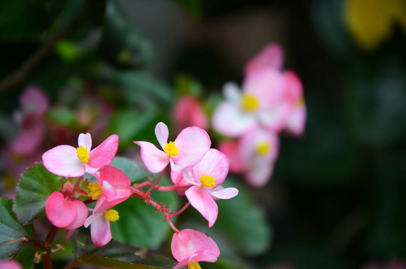 Geranium, Hellebores, SunPatiens, Nasturtium, Mandevilla, Million Bells, Impatiens, Scaevola, Marigolds