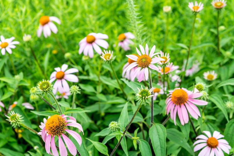 Threadleaf Coreopsis, Summer Phlox, Variegated Solomon’s Seal, Speedwell, False Indigo, Columbine, Mountain Mint, Hellebore, Asiatic Lily, Coneflowers, Arkansas Amsonia