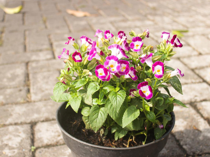 Geranium, Hellebores, SunPatiens, Nasturtium, Mandevilla, Million Bells, Impatiens, Scaevola, Marigolds