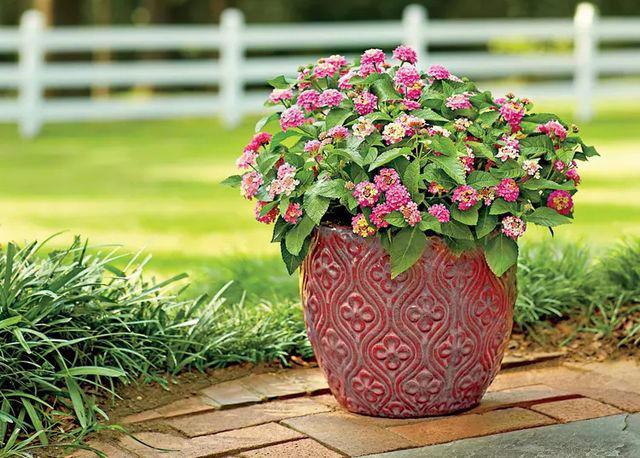 Geranium, Hellebores, SunPatiens, Nasturtium, Mandevilla, Million Bells, Impatiens, Scaevola, Marigolds