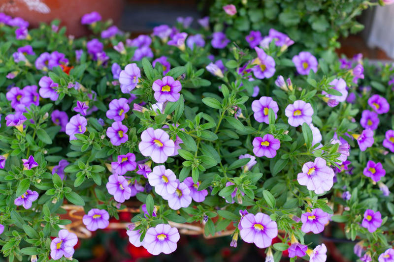 Geranium, Hellebores, SunPatiens, Nasturtium, Mandevilla, Million Bells, Impatiens, Scaevola, Marigolds