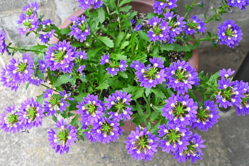 Geranium, Hellebores, SunPatiens, Nasturtium, Mandevilla, Million Bells, Impatiens, Scaevola, Marigolds