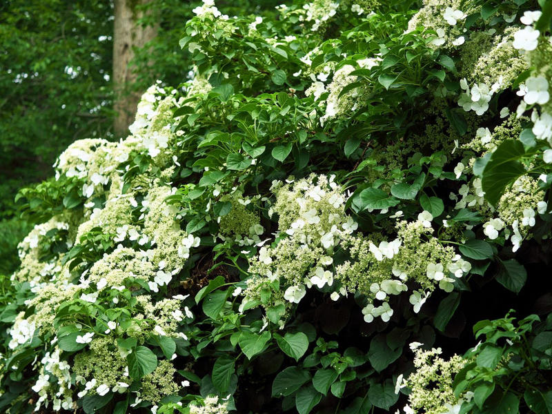 'Dortmund' Climbing Rose, Bougainvillea, Clematis, American Wisteria, Trumpet Creeper, Purple Passionflower (Maypop), Star Jasmine, Carolina Jessamine, Hybrid Mandevillas, Morning Glories, Crossvine, Coral Honeysuckle, Climbing Hydrangea, 'Peggy Martin' Rose, Common Honeysuckle, Black-Eyed Susan Vine, Cup And Saucer Vine, Sweet Pea