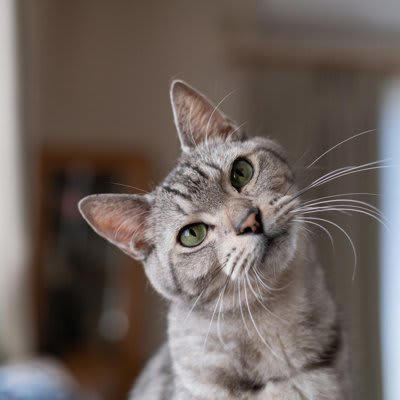 猫が「舌打ち」に反応する理由, 1.獲物の鳴き声に似ている, 2.「親愛の証」の音のように聞こえる, 3.聞き慣れない音に驚いている, 「舌打ち」の音を猫に使う際の注意点, 怖がらせないようにする, 飼い主さんの気持ちが猫に伝わることもある