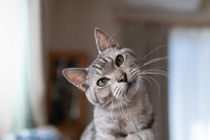 猫が「舌打ち」に反応する理由, 1.獲物の鳴き声に似ている, 2.「親愛の証」の音のように聞こえる, 3.聞き慣れない音に驚いている, 「舌打ち」の音を猫に使う際の注意点, 怖がらせないようにする, 飼い主さんの気持ちが猫に伝わることもある