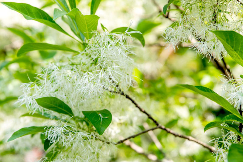 Eastern Redbud, Flowering Dogwood, Saucer Magnolia, Star Magnolia, Fringe Tree, Crabapple, Weeping Cherry, Yoshino Cherry, Serviceberry, Jacaranda