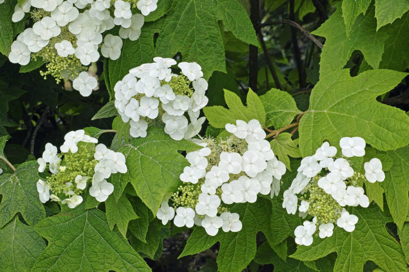 Switchgrass, Flowering Quince, Daffodils, Autumn Sage, Russian Sage, Oakleaf Hydrangea, Deciduous Holly, Turk’s Cap, Threadleaf Coreopsis, Hellebore, Fragrant Sumac, Bearded Iris