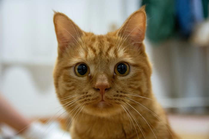 猫が「舌打ち」に反応する理由, 1.獲物の鳴き声に似ている, 2.「親愛の証」の音のように聞こえる, 3.聞き慣れない音に驚いている, 「舌打ち」の音を猫に使う際の注意点, 怖がらせないようにする, 飼い主さんの気持ちが猫に伝わることもある