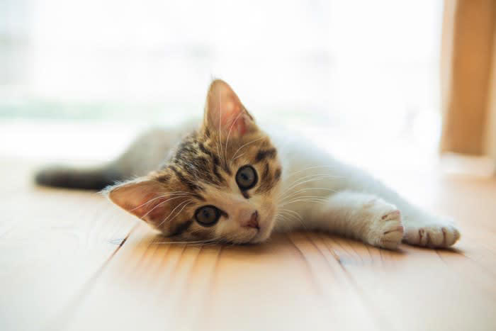 猫の「性格」を表す5つのタイプ, 1.「神経質」タイプ, 2.「外向的」タイプ, 3.「支配的」タイプ, 4.「自発的」タイプ, 5.「友好的」タイプ, タイプに合わせた「接し方のコツ」, 性格を知ることで変わる猫との暮らし
