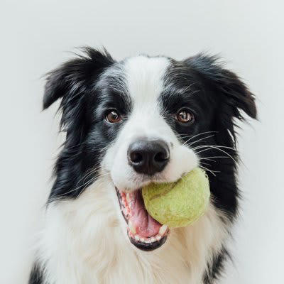 犬が遊ぼうと言っているときの仕草や行動5つ, 1.じっと見つめてくる, 2.前足でちょいちょいする, 3.お尻を高く上げるポーズを見せる, 4.おもちゃを持ってくる, 5.スリスリしてくる, 犬に誘われたときの正しい対応, 遊べるときは全力で！, 遊びの終わりは飼い主が決める, 遊べないときはきっぱり断る, 乱暴な誘い方には応じない