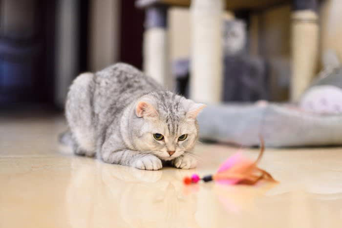 猫の「性格」を表す5つのタイプ, 1.「神経質」タイプ, 2.「外向的」タイプ, 3.「支配的」タイプ, 4.「自発的」タイプ, 5.「友好的」タイプ, タイプに合わせた「接し方のコツ」, 性格を知ることで変わる猫との暮らし