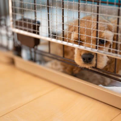 犬が急に甘えてこなくなる原因, 1.成長や性格の変化によるもの, 2.環境や生活リズムの変化, 3.体調不良や痛みを抱えている, 4.構われすぎないように距離を保っている, 5.年齢や老化による変化, 犬が急に甘えてこなくなったときに注意すべき症状