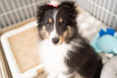 犬が急に甘えてこなくなる原因, 1.成長や性格の変化によるもの, 2.環境や生活リズムの変化, 3.体調不良や痛みを抱えている, 4.構われすぎないように距離を保っている, 5.年齢や老化による変化, 犬が急に甘えてこなくなったときに注意すべき症状
