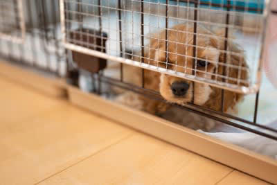 犬が急に甘えてこなくなる原因, 1.成長や性格の変化によるもの, 2.環境や生活リズムの変化, 3.体調不良や痛みを抱えている, 4.構われすぎないように距離を保っている, 5.年齢や老化による変化, 犬が急に甘えてこなくなったときに注意すべき症状