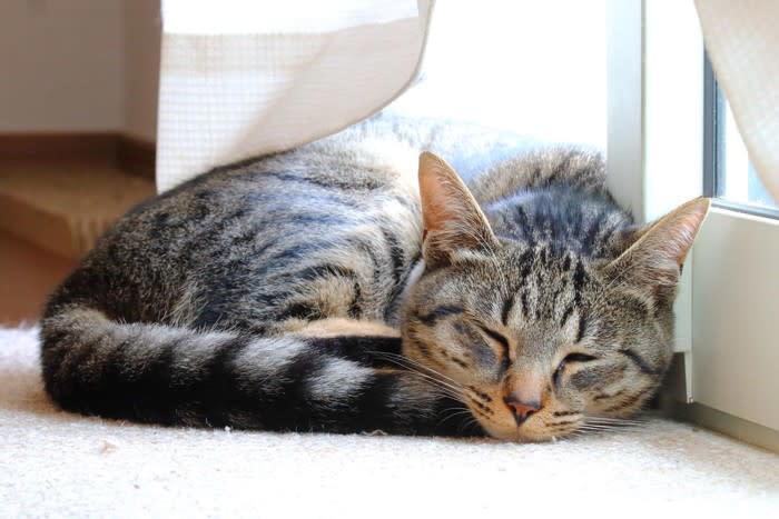 1.飼い主の体の上・腕の中で寝る, 2.飼い主の隣・足元で寝る, 3.同じ部屋の少し離れた場所で寝る, 4.別の部屋や人から離れた場所で寝る