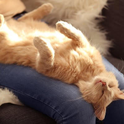 1.飼い主の体の上・腕の中で寝る, 2.飼い主の隣・足元で寝る, 3.同じ部屋の少し離れた場所で寝る, 4.別の部屋や人から離れた場所で寝る