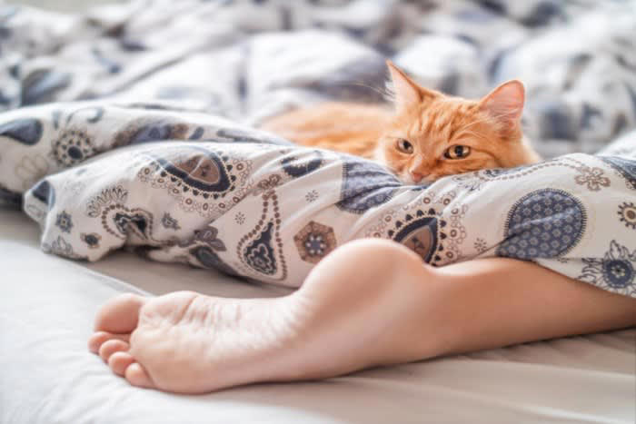 1.飼い主の体の上・腕の中で寝る, 2.飼い主の隣・足元で寝る, 3.同じ部屋の少し離れた場所で寝る, 4.別の部屋や人から離れた場所で寝る