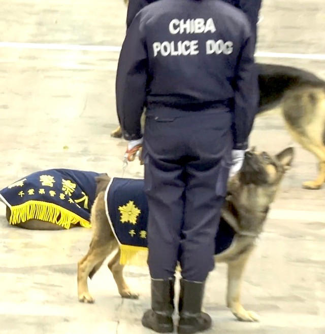 「知らない人間が大勢いる非日常空間でもリラックスできる」←これが出来るのがエリート犬, 「警察犬の能力」に驚き, 賢くて可愛い「千葉県警に所属する警察犬たち」, 子ども以上に大人が楽しそうでした
