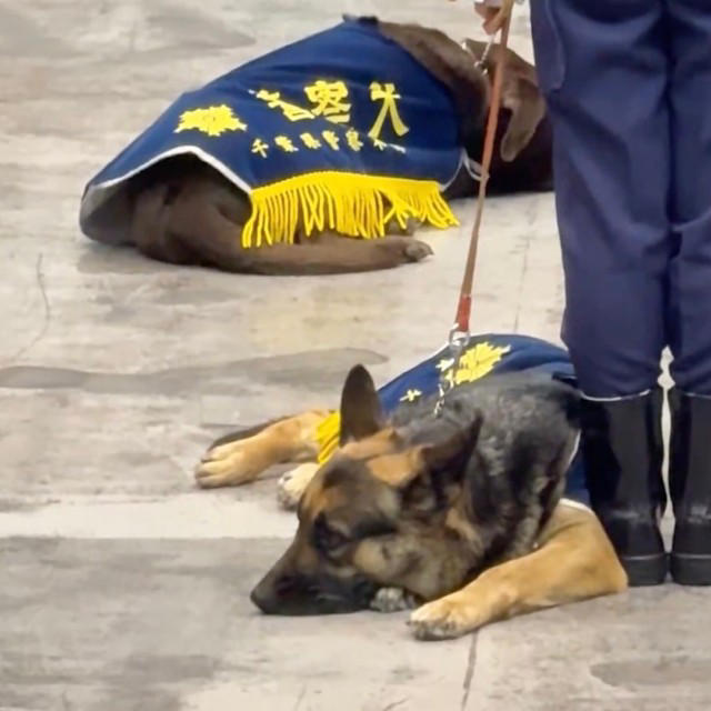 「知らない人間が大勢いる非日常空間でもリラックスできる」←これが出来るのがエリート犬, 「警察犬の能力」に驚き, 賢くて可愛い「千葉県警に所属する警察犬たち」, 子ども以上に大人が楽しそうでした