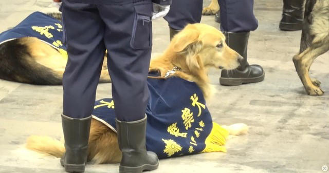 「知らない人間が大勢いる非日常空間でもリラックスできる」←これが出来るのがエリート犬, 「警察犬の能力」に驚き, 賢くて可愛い「千葉県警に所属する警察犬たち」, 子ども以上に大人が楽しそうでした