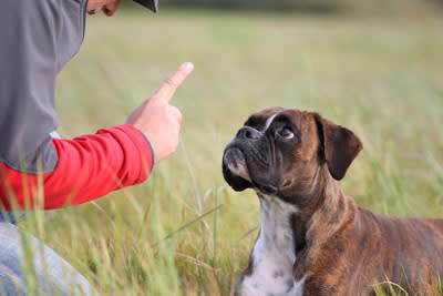 いい飼い主とは？, 犬が思ういい飼い主の共通点, 2.嫌がることをしない, 3.常に新しい刺激をくれる, 4.アフターケアを忘れない, 5.いつも見守っていてくれる, 愛犬と絆を深めるためのコツ, 安心できる環境を作ること, 程よい距離感を保つ, 明確なルール作りとブレない対応