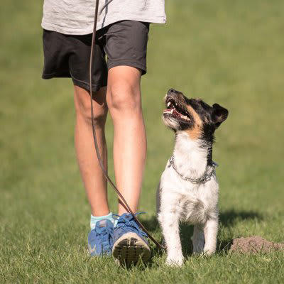 いい飼い主とは？, 犬が思ういい飼い主の共通点, 2.嫌がることをしない, 3.常に新しい刺激をくれる, 4.アフターケアを忘れない, 5.いつも見守っていてくれる, 愛犬と絆を深めるためのコツ, 安心できる環境を作ること, 程よい距離感を保つ, 明確なルール作りとブレない対応