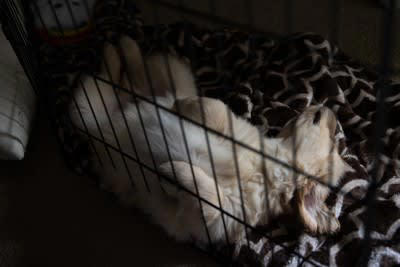 いい飼い主とは？, 犬が思ういい飼い主の共通点, 2.嫌がることをしない, 3.常に新しい刺激をくれる, 4.アフターケアを忘れない, 5.いつも見守っていてくれる, 愛犬と絆を深めるためのコツ, 安心できる環境を作ること, 程よい距離感を保つ, 明確なルール作りとブレない対応
