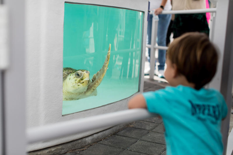 1. Lake Worth Beach Street Painting Festival, 2. Rovers in the Park, West Palm Beach GreenMarket, 3. TurtleFest, Loggerhead Marinelife Center, 4. "MOVED: A Celebration of Black History and Culture Through Dance," Kravis Center, 5. Lunar New Year Community Day, Norton Museum of Art