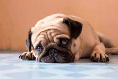 犬を悲しくさせるタブー行為5選, 1.無視をする・放置する, 3.長々と叱る・体罰を与える, 4.犬の前でケンカをする, 5.ほかの犬を可愛がる, 避けるべき行動と心のケア方法