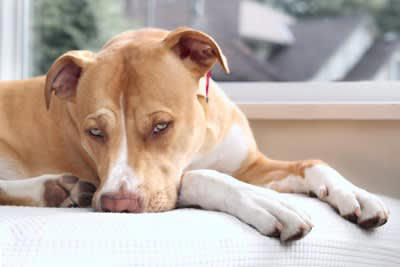 犬を悲しくさせるタブー行為5選, 1.無視をする・放置する, 3.長々と叱る・体罰を与える, 4.犬の前でケンカをする, 5.ほかの犬を可愛がる, 避けるべき行動と心のケア方法