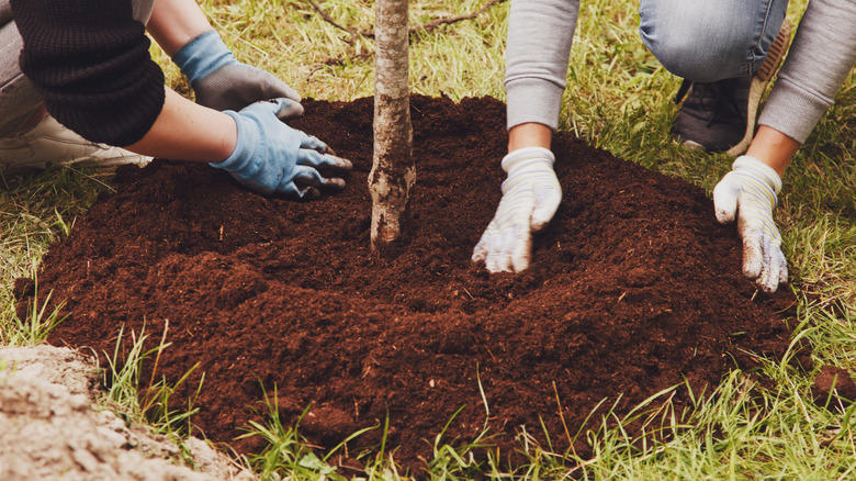 Add organic mulch, Use a thin layer of soil, Plant some frogfruit, Use decorative stones, Add a seating area, Grow partridge berry, Fence them in, Plant a ring of taller flowering plants, Incorporate them into your decor, Create a mini moss garden