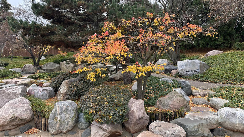 Add organic mulch, Use a thin layer of soil, Plant some frogfruit, Use decorative stones, Add a seating area, Grow partridge berry, Fence them in, Plant a ring of taller flowering plants, Incorporate them into your decor, Create a mini moss garden
