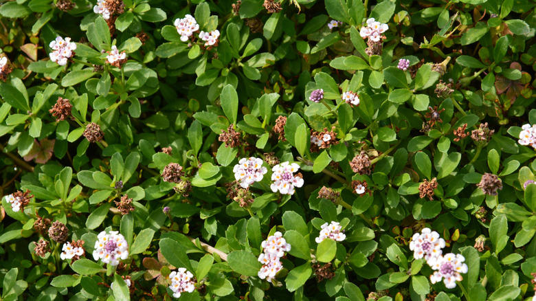 Add organic mulch, Use a thin layer of soil, Plant some frogfruit, Use decorative stones, Add a seating area, Grow partridge berry, Fence them in, Plant a ring of taller flowering plants, Incorporate them into your decor, Create a mini moss garden