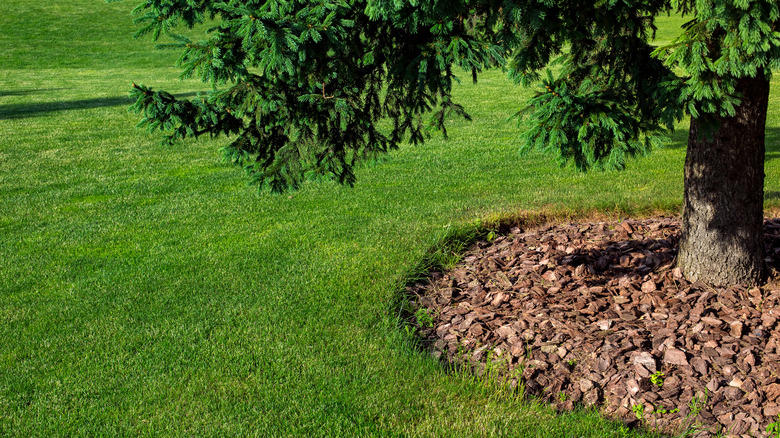 Add organic mulch, Use a thin layer of soil, Plant some frogfruit, Use decorative stones, Add a seating area, Grow partridge berry, Fence them in, Plant a ring of taller flowering plants, Incorporate them into your decor, Create a mini moss garden